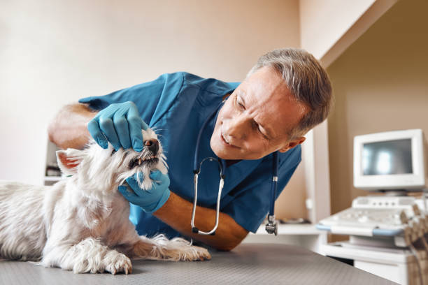 Best Emergency Dental Surgery in Angwin, CA